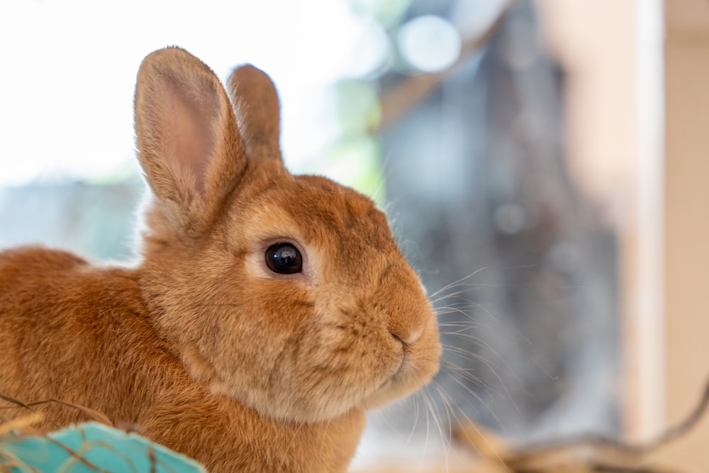 a brown rabbit sitting on top of a table