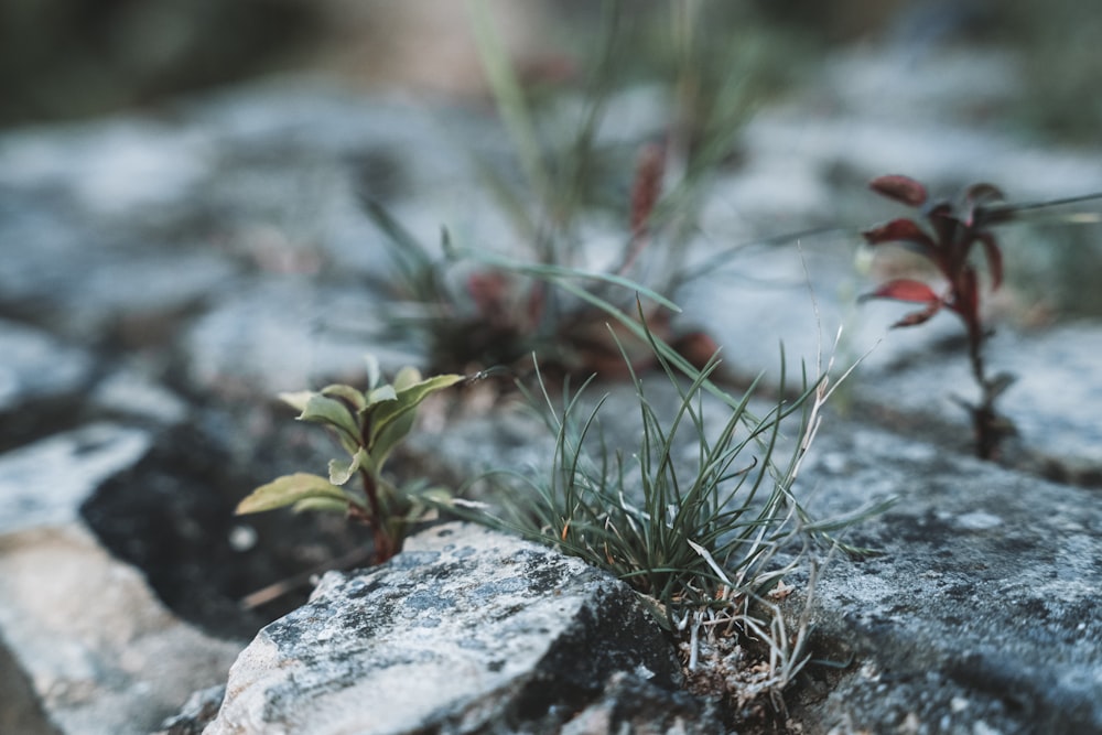 a small plant growing out of a crack in a rock