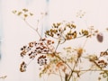 Delicate dried plant stems with clusters of seeds against a softly blurred, neutral background, conveying an airy and natural feeling.