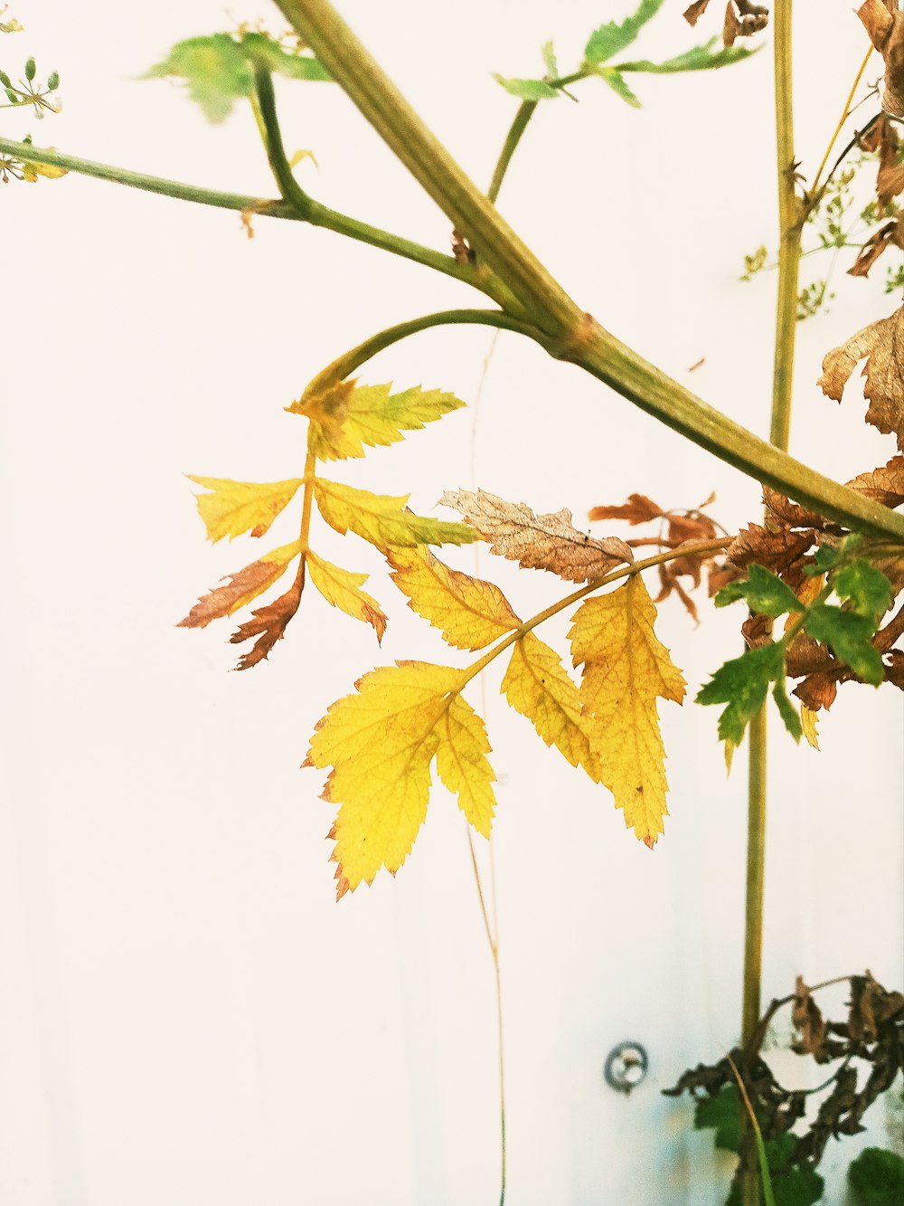 une branche avec des feuilles jaunes suspendues à elle