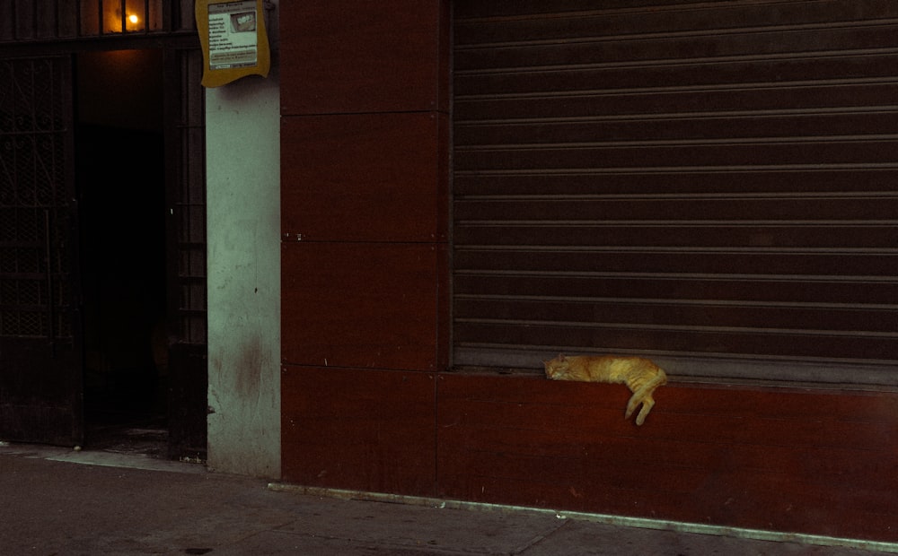 a cat sleeping on the side of a building