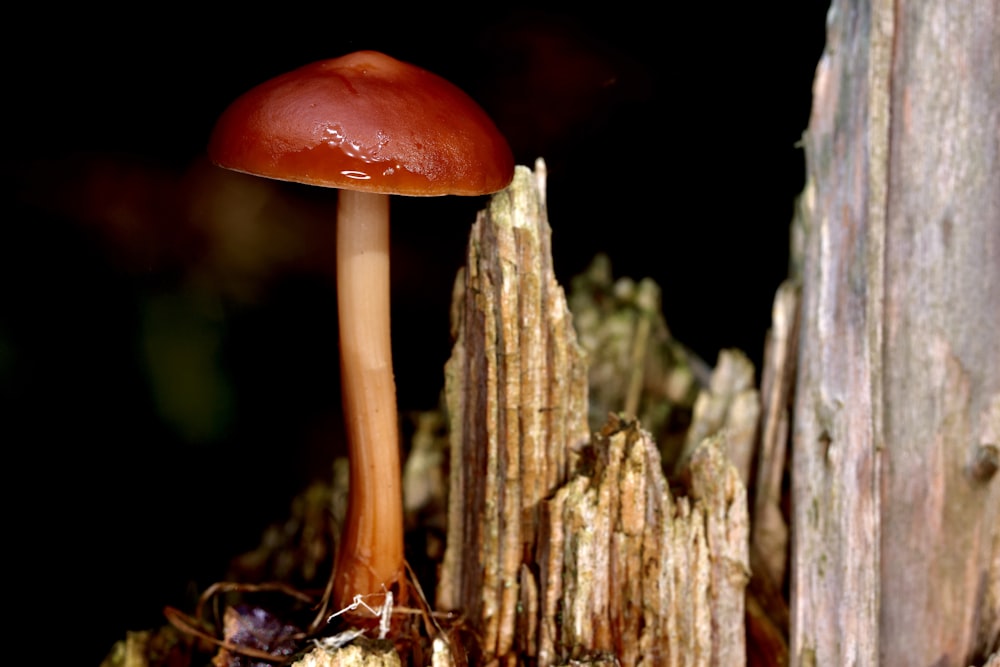 a close up of a mushroom on a tree stump