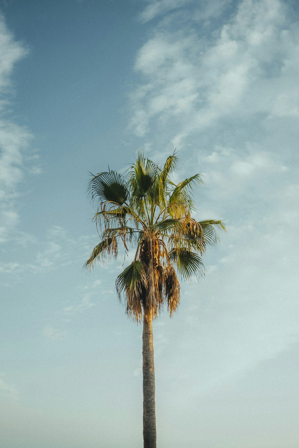 a lone palm tree on a beach under a blue sky