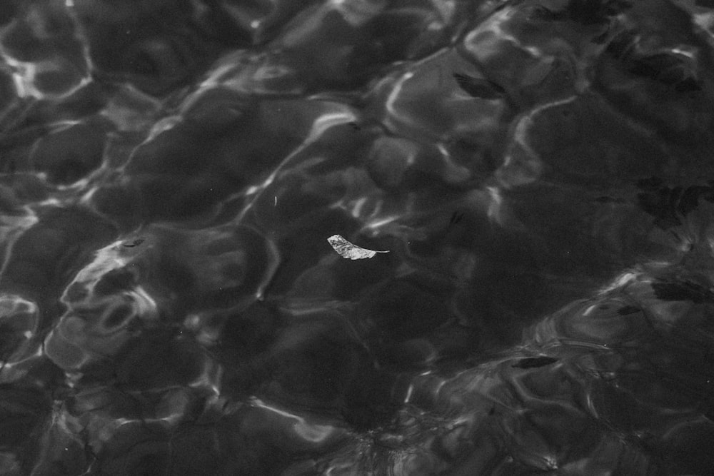 a leaf floating on top of a body of water