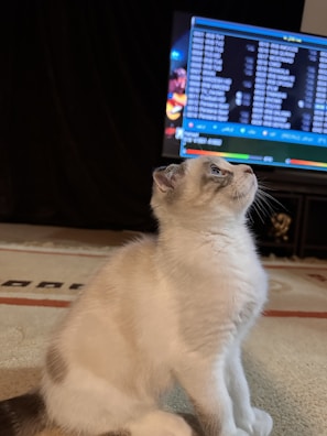 A small, light-furred kitten with blue eyes is sitting on a carpeted floor, looking upwards. In the background, there is a television with a brightly lit screen displaying a list of text, possibly a channel guide or menu. The room is dimly lit, creating a contrast between the kitten and the background.