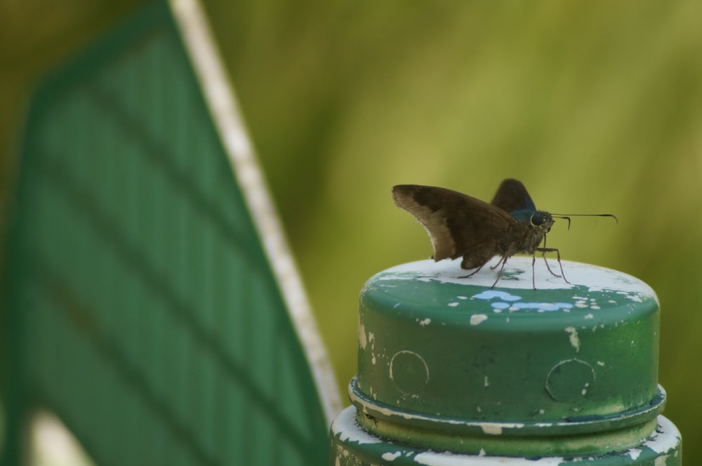 a brown and blue butterfly sitting on top of a green post