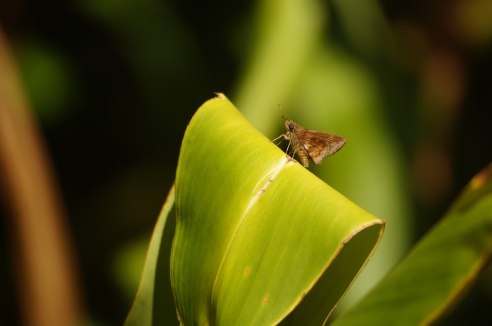 a small insect sitting on top of a green leaf