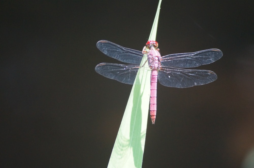 a pink and blue dragonfly sitting on top of a green pole