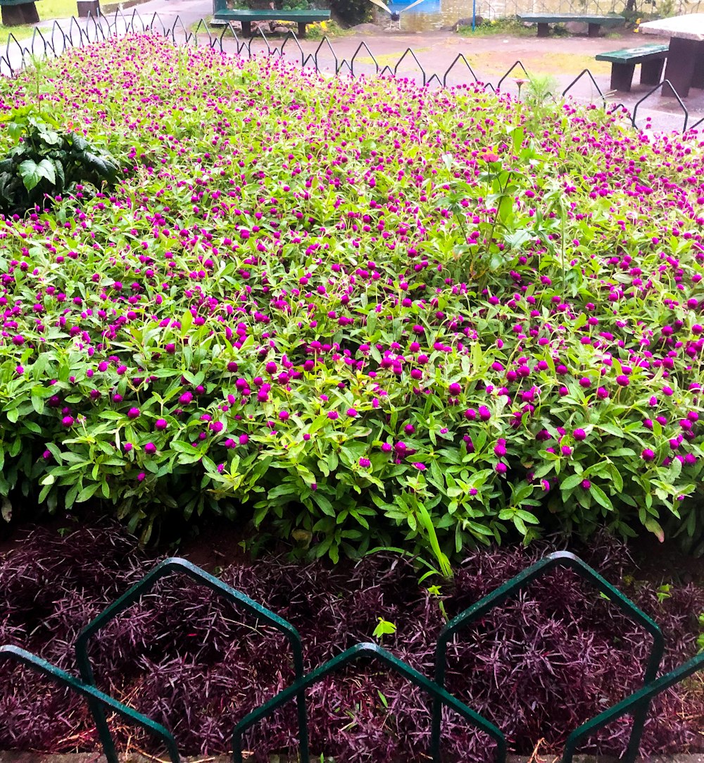 a bunch of purple flowers in a garden