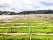 Rows of vibrant green crops grow under protective covers in a sprawling agricultural field. In the background, a small town is nestled at the base of lush hills under a partly cloudy sky.