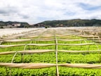 Rows of vibrant green crops grow under protective covers in a sprawling agricultural field. In the background, a small town is nestled at the base of lush hills under a partly cloudy sky.