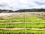 Rows of vibrant green crops grow under protective covers in a sprawling agricultural field. In the background, a small town is nestled at the base of lush hills under a partly cloudy sky.