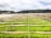 Rows of vibrant green crops grow under protective covers in a sprawling agricultural field. In the background, a small town is nestled at the base of lush hills under a partly cloudy sky.