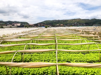 Exploring Sustainable Agriculture: Best Practices and Products