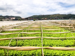 Rows of vibrant green crops grow under protective covers in a sprawling agricultural field. In the background, a small town is nestled at the base of lush hills under a partly cloudy sky.