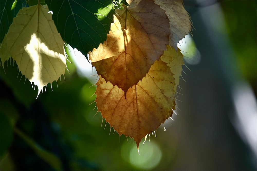 a close up of a leaf on a tree