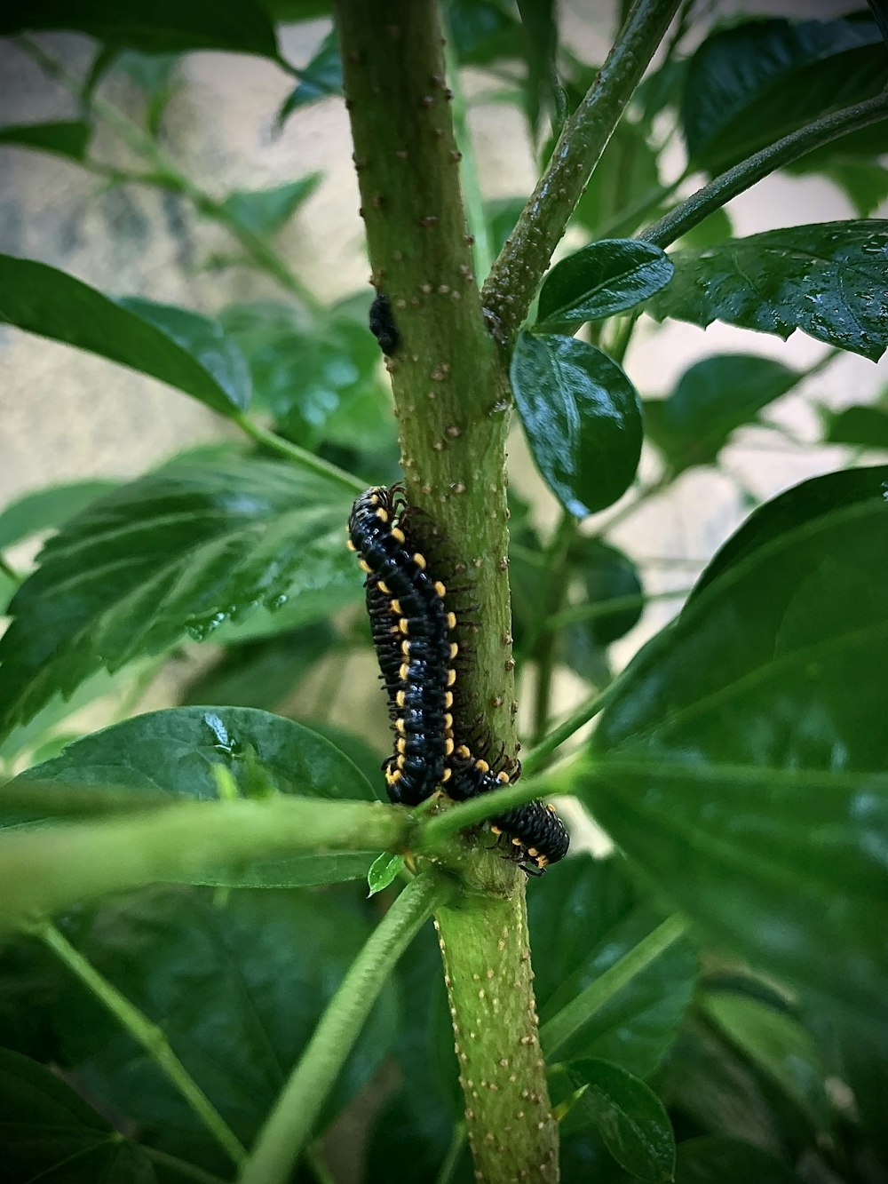 a caterpillar crawling on a green plant