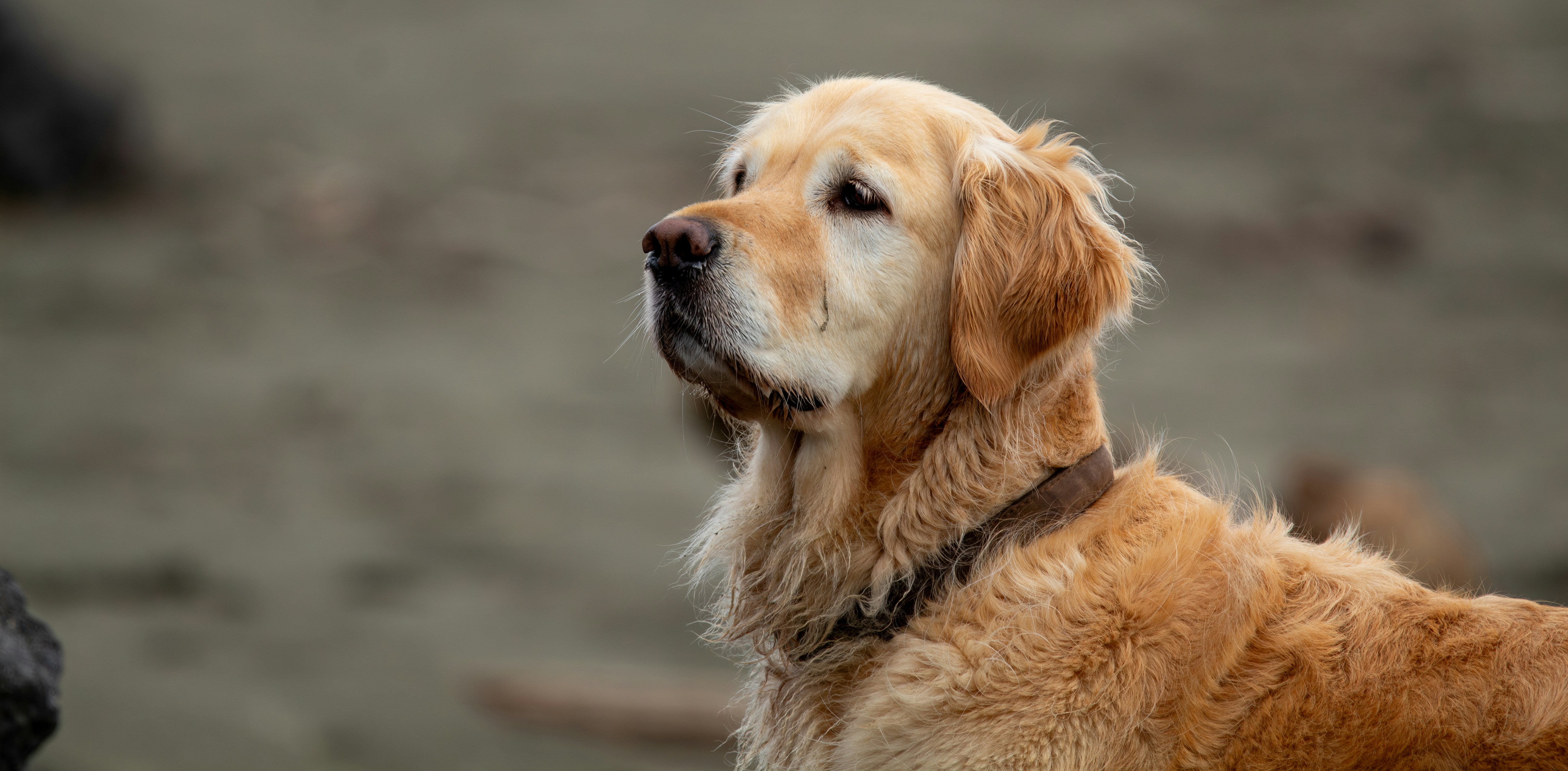 a close up of a dog looking off into the distance