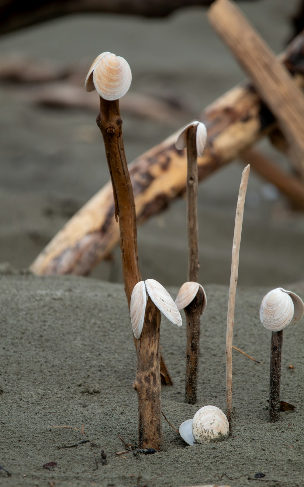 a group of small shells sitting on top of a sandy beach