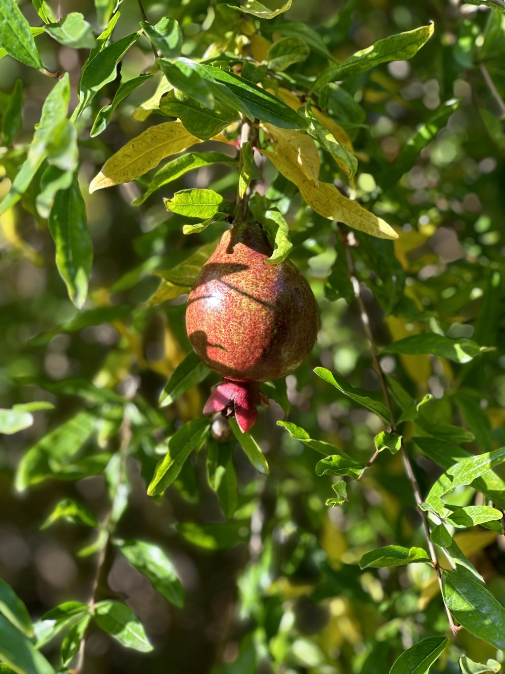 a pomegranate hanging from a tree branch