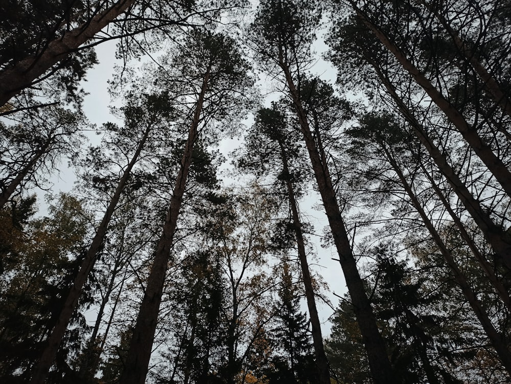 un gruppo di alberi ad alto fusto in piedi uno accanto all'altro