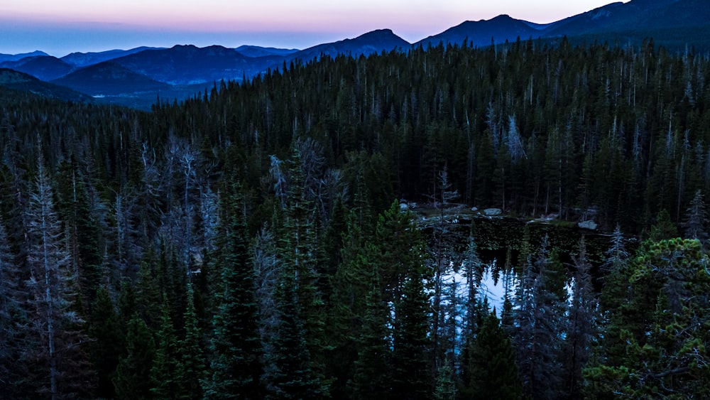 a forest filled with lots of trees next to a mountain