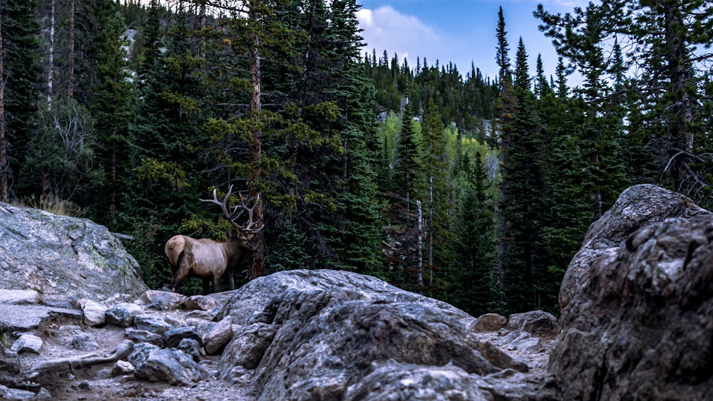 a large elk standing on top of a rocky hillside