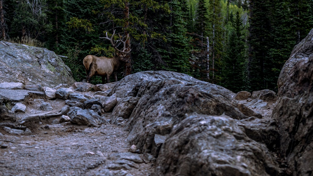 a large elk standing on top of a rocky hillside