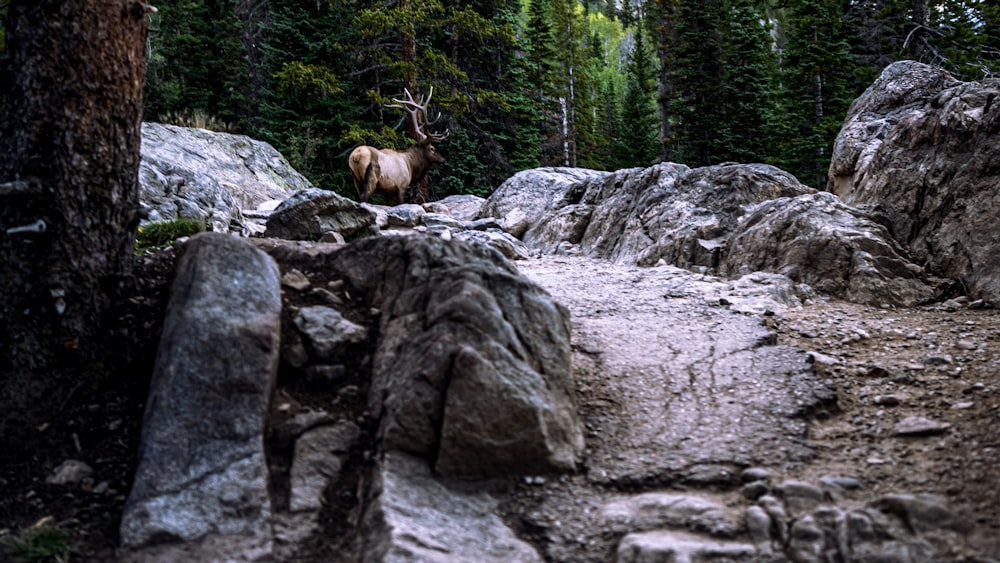 a large elk standing on top of a rocky hillside