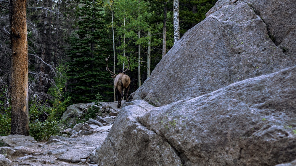 a deer is walking along a rocky path