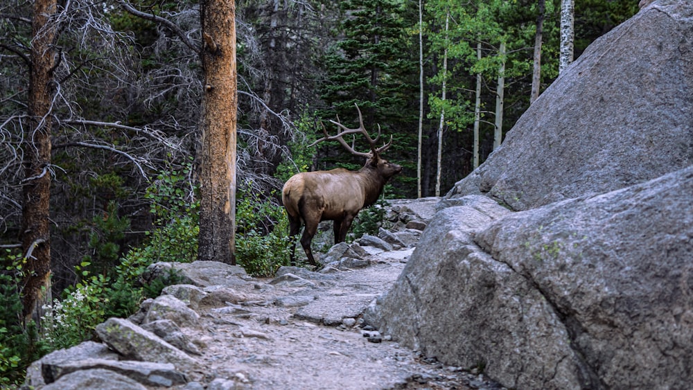 a deer standing on a rocky path in the woods