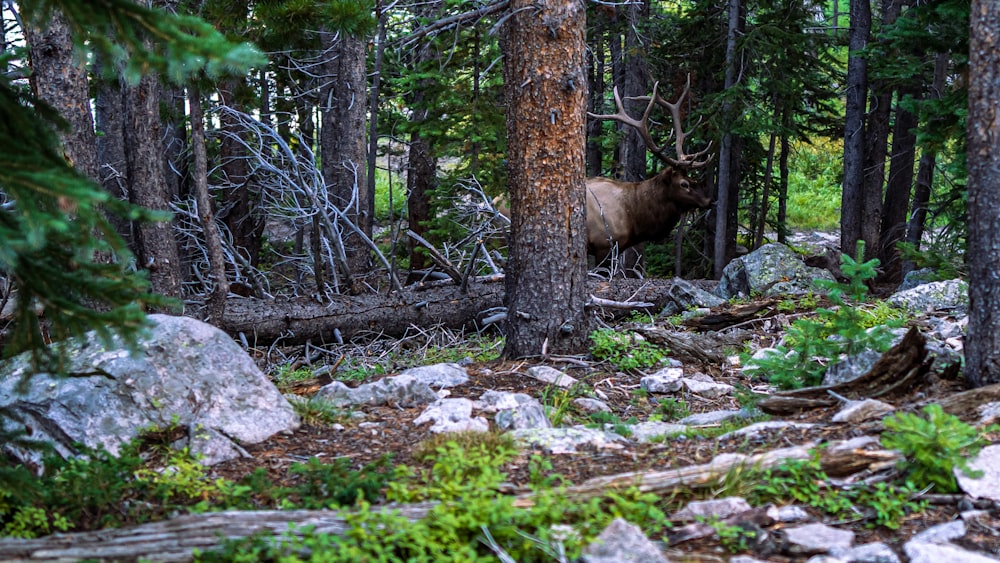 a large elk standing in the middle of a forest