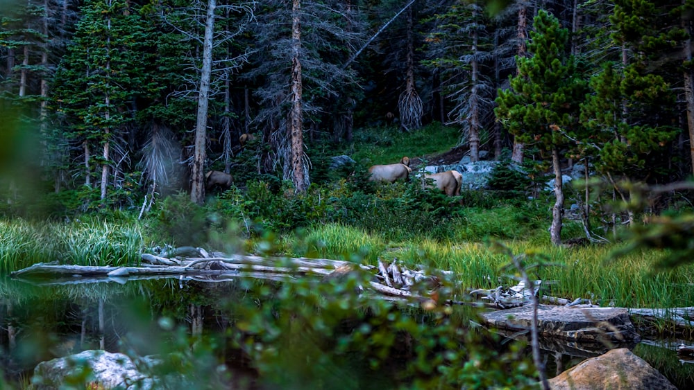 a moose standing in a forest next to a body of water