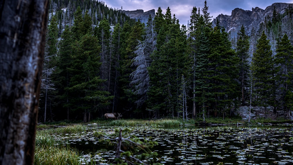 a forest filled with lots of trees and water