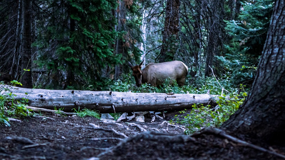 a moose standing in the middle of a forest