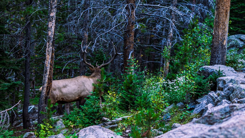 a large elk standing in the middle of a forest