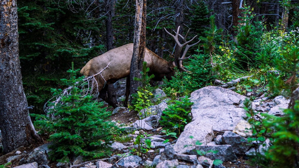 a large elk walking through a forest filled with trees