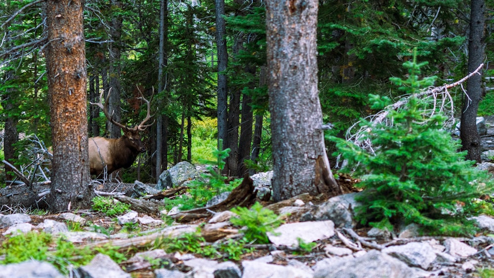 an elk is walking through the woods among the trees