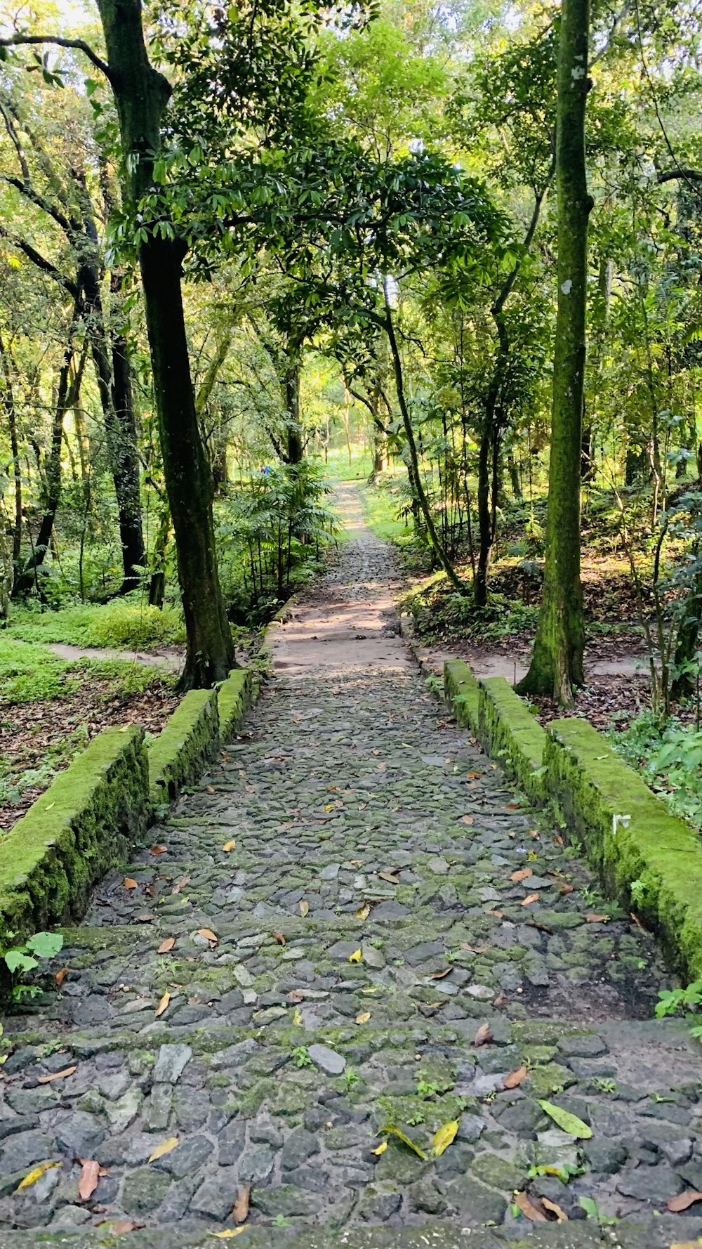 a stone path in the middle of a forest