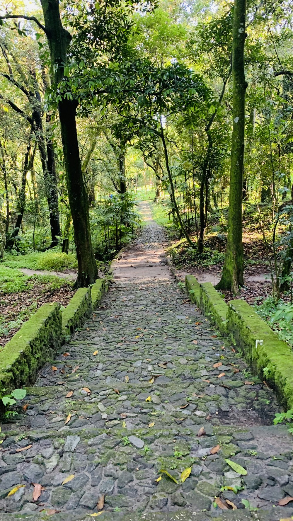 Ein Steinweg mitten im Wald