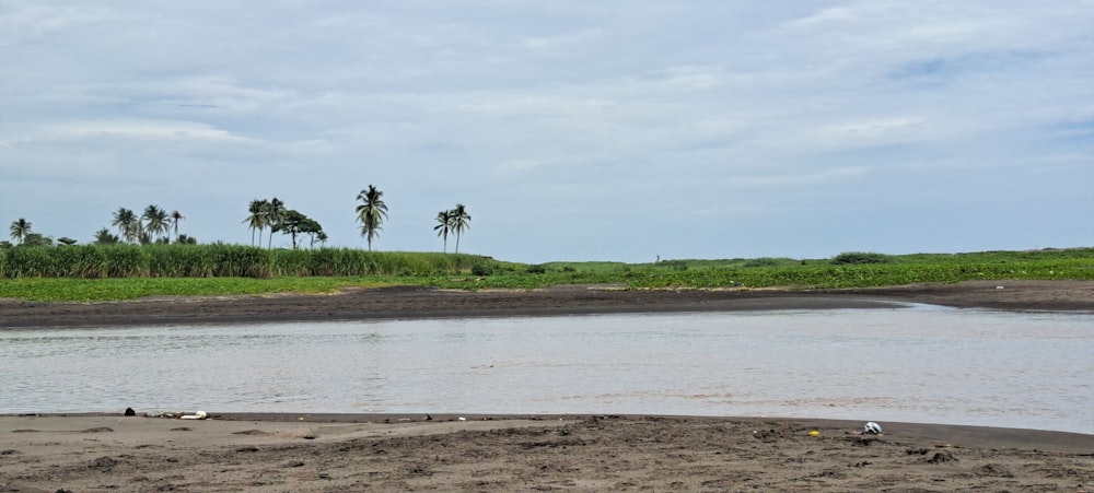 a body of water with palm trees in the background