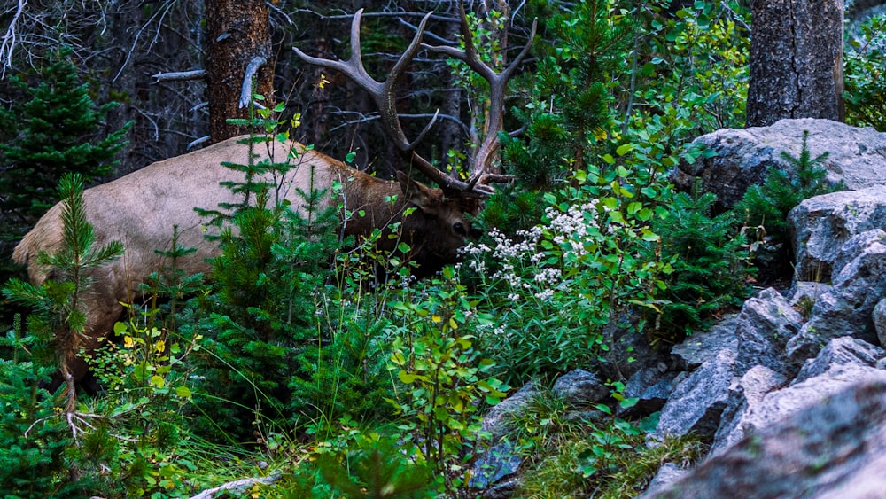 a large elk standing in the middle of a forest