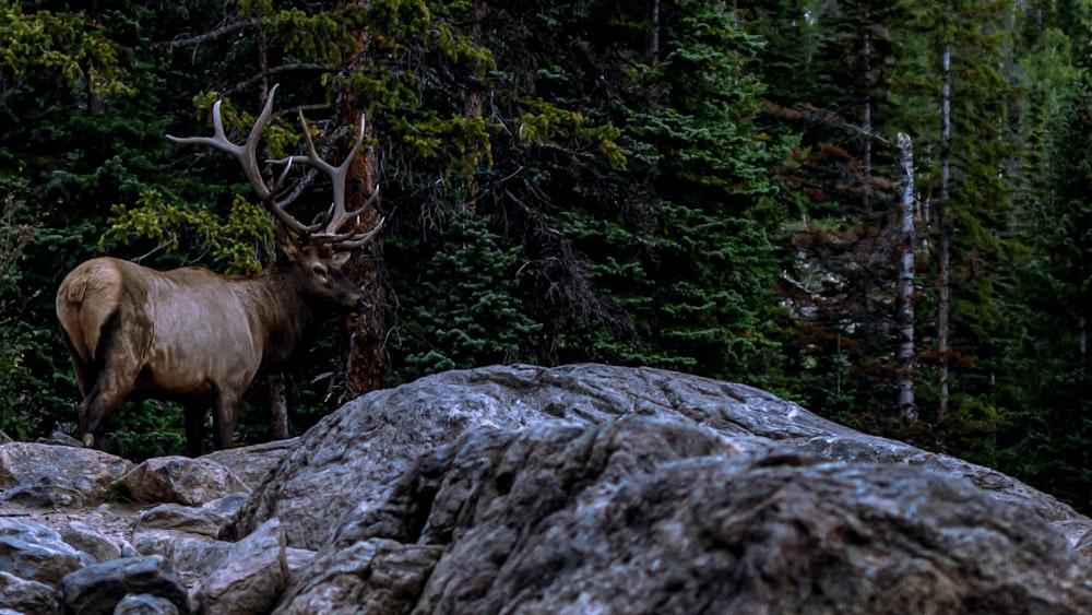 a large elk standing on top of a rocky hillside