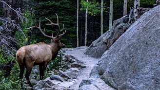 A large elk with impressive antlers is walking along a rocky path surrounded by dense forest. Tall trees and large boulders frame the scene, creating a sense of wilderness.