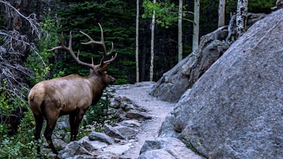 A large elk with impressive antlers is walking along a rocky path surrounded by dense forest. Tall trees and large boulders frame the scene, creating a sense of wilderness.
