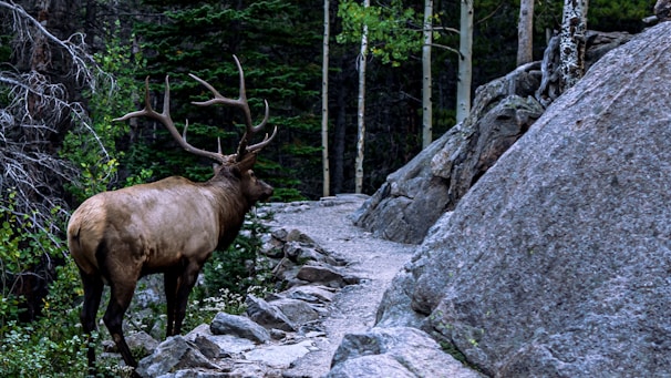 A large elk with impressive antlers is walking along a rocky path surrounded by dense forest. Tall trees and large boulders frame the scene, creating a sense of wilderness.