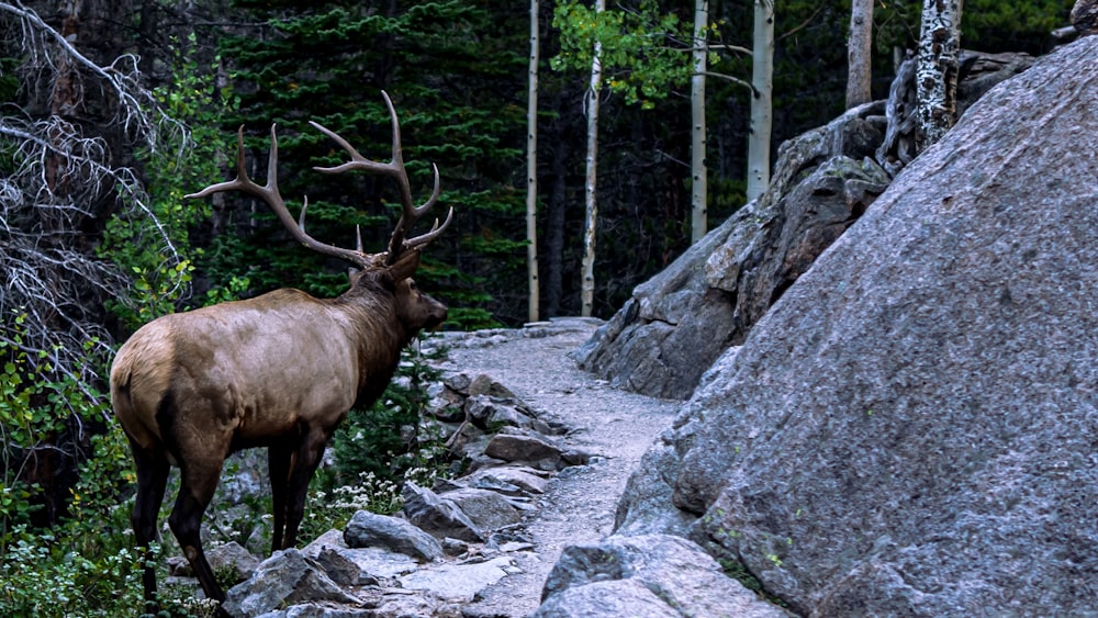 a large elk standing on top of a rocky hillside