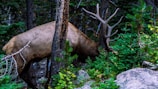 A large elk with impressive antlers is partially obscured by trees in a dense forest environment. The surroundings include lush green foliage, rugged rocks, and various tree trunks, creating a natural and serene woodland setting.