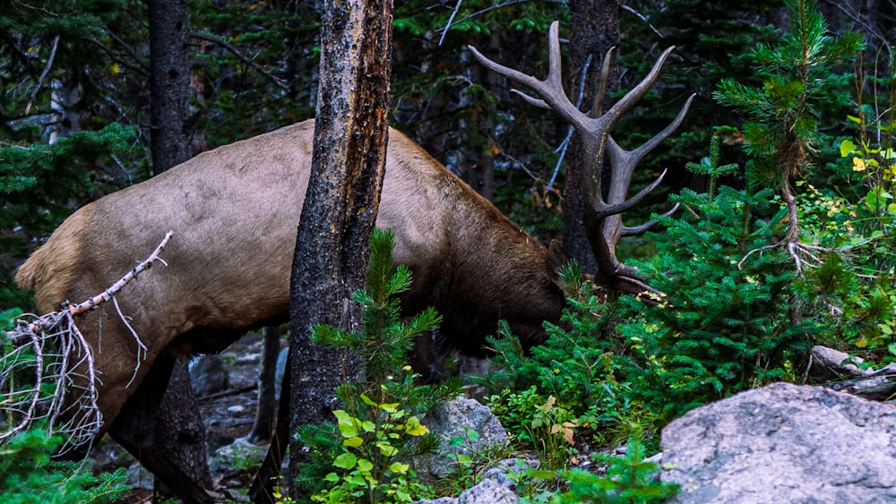 a large elk standing in a forest next to trees