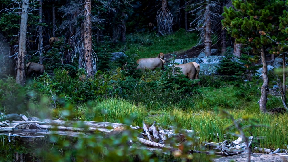 a couple of animals that are standing in the grass